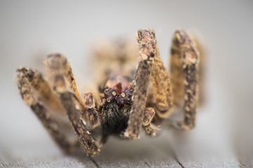 Tote Spinne