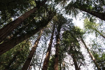 Fototapeta premium muir woods big trees