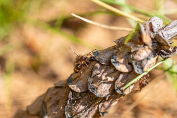 The ant on pine cone. Work with shallow depth of field.