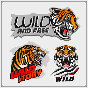 The emblems with tiger for a sport team. Print design for t-shirt.