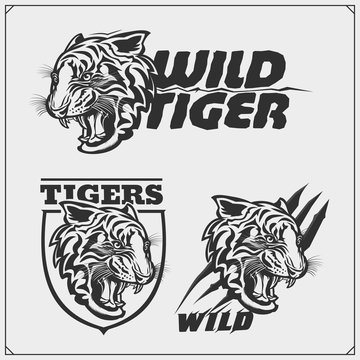 The emblems with tiger for a sport team. Print design for t-shirt.