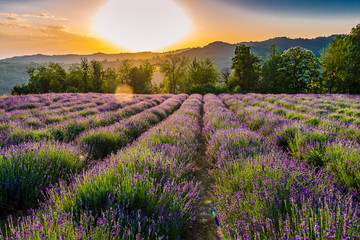 Lavander fields in Piedmont