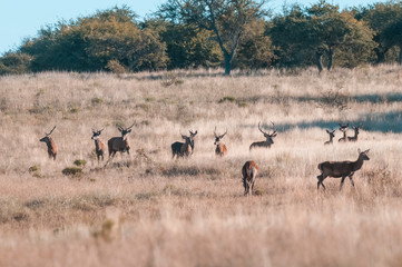 Fototapeta na wymiar Red deer herd in Calden forest, La Pampa, Argentina.