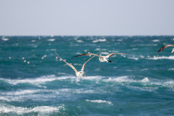 dynamic flying seagull on the sky