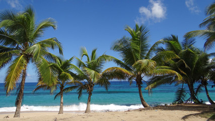 Palm trees swaying in a gentle breeze on a beach with waves rolling in from the blue ocean in Puerto Rico