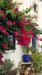 Beautiful bougainvillea bush and decoration in the garden at the house