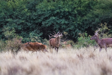 Female Red deer herd in La Pampa, Argentina, Parque Luro Nature Reserve