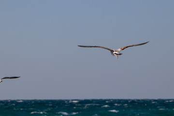 dynamic flying seagull on the sky
