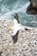 Tākapu flying