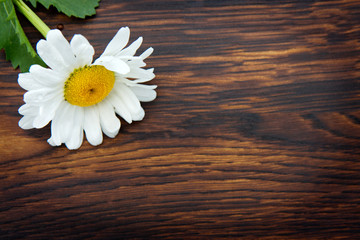Obraz premium White marguerite on brown wooden background.Copy space