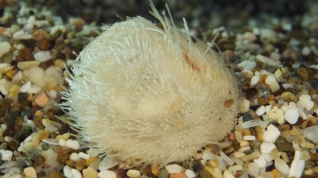 Small Sea Urchin Potato on sand eabed. Sea Potato or Common Heart Urchin (Echinocardium cordatum) Underwater shot. Mediterranean Sea, Europe.