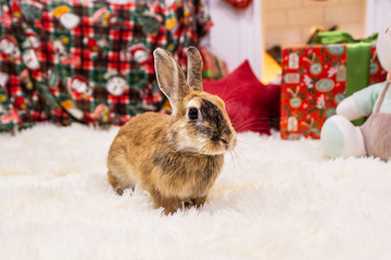  brown christmas rabbit near the fireplace