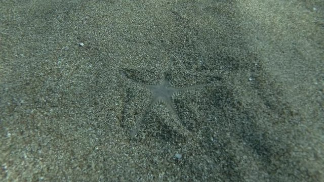 Sand Star quickly burrows in the sand. Time Lapse. Sand Sea Star or Sandy Starfish (Astropecten jonstoni) Underwater shot. Mediterranean Sea, Europe.