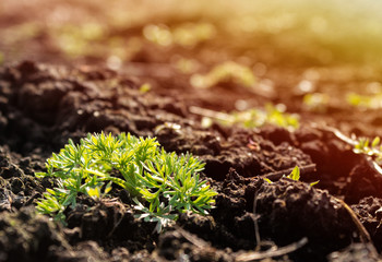 Green grass growing from the ground in the morning at dawn