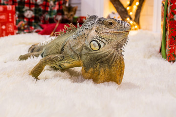  close-up iguana on white carpet near christmas fireplace