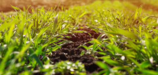 Fresh green grass at sunset early in the morning