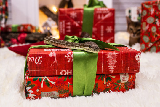  red christmas gifts on which the pygmy python crawls close-up