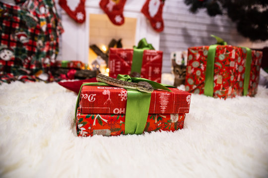red christmas gifts on which the pygmy python crawls