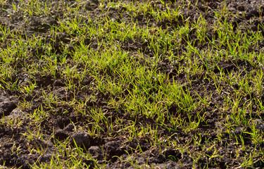 Fresh green grass at sunset
