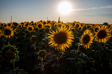 Blooming sunflower in a field with bright yellow petals against other sunflowers and a blue sky. In the field of sunflowers ripen the harvest of seeds.
