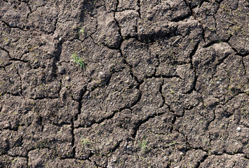 Green grass growing from cracked dry ground.