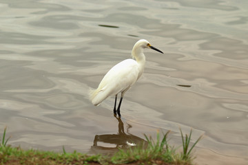 great blue heron in water