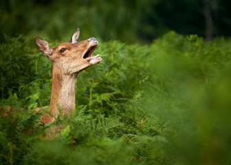 Deer in wild forest