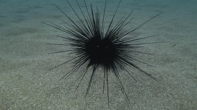 Sea urchin walks along the sandy seabed. Black Longspine Urchin or Long-spine sea urchin (Diadema setosum) Underwater shot. Mediterranean Sea, Europe.