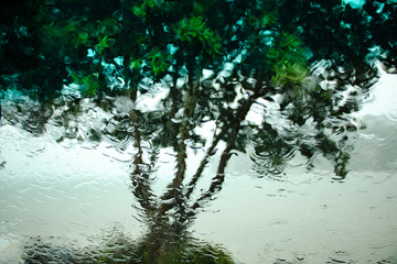 Moody picture of a tree in the rain shot through wet glass