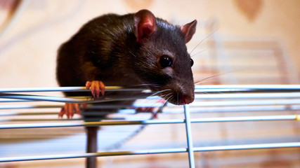domestic rat sits on a cage