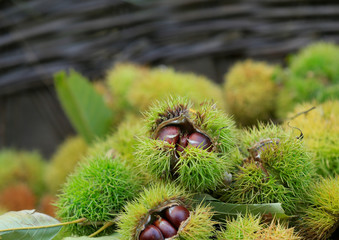 Many ripe chestnuts in the basket