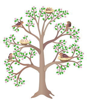 Birds living on a large, flowering, spring tree - vector full color picture. Birds in nests, sit and hatch eggs, feed the chicks and sing a flock of small birds settled in the branches of a tree.