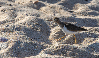Bird on Sand