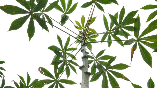 Cassava plantation. Panning video