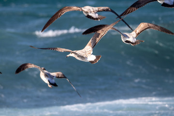 dynamic flying seagull on the sky