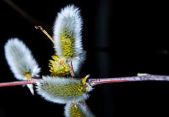 branch of blooming willow against the evening sky