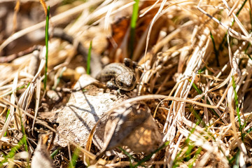 forest lizard