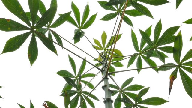 Cassava plantation. Panning video
