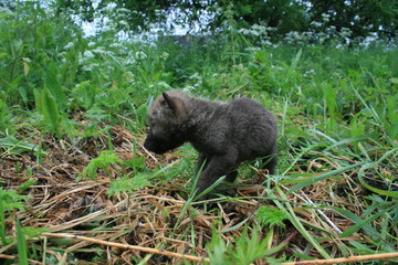 Wolf lair with pack of little wolves cubs under the root of tree in forest