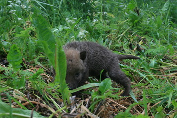 Wolf lair with pack of little wolves cubs under the root of tree in forest