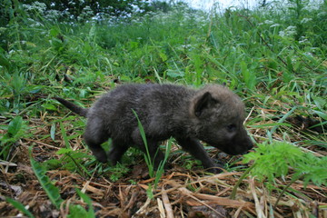 Wolf lair with pack of little wolves cubs under the root of tree in forest