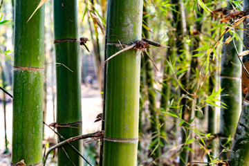 Large trunks of fresh green bamboo growing in the garden closeup background