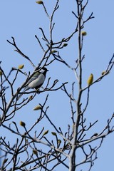 japanese tit on branch