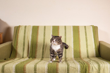 Kind aged cat standing on sofa at home