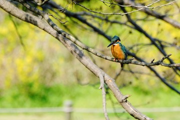 kingfisher on branch