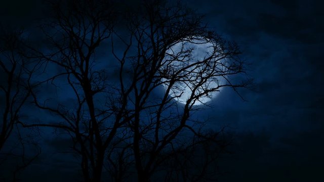 Huge Full Moon Behind Bare Trees Late At Night