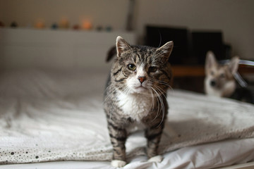 Cute aged cat standing on bed at home