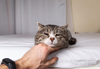 Unrecognizable man caressing old cat at home