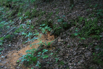 Wolf lair with pack of little wolves cubs under the root of tree in forest