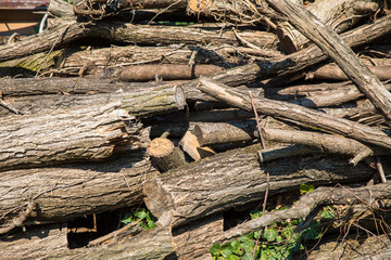 detail of cut wood trunk